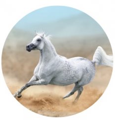 Jedlý obrázek Kůň bílý
